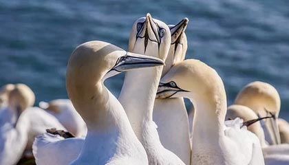 小车定速巡航刹车失灵，两省高速交警接力护航化险为夷