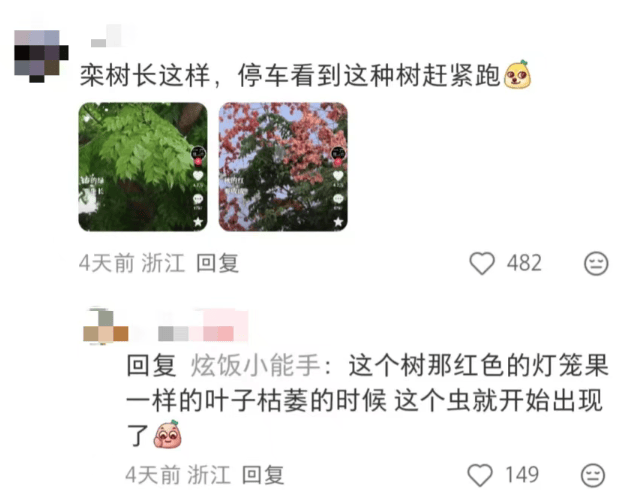 汽车被虫子啃得都是窟窿，“一边咬一边往里钻”！很多人中招