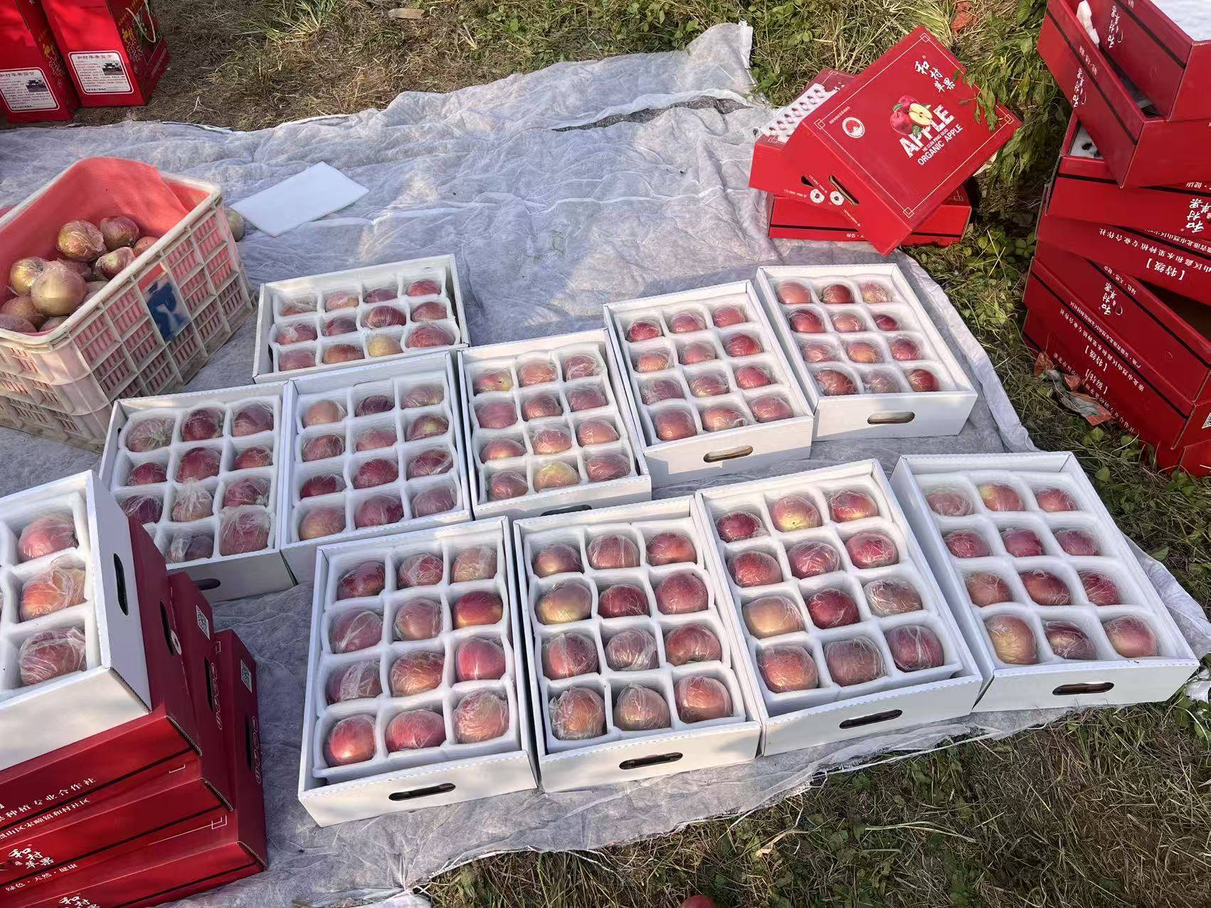 “淮北为啥不种橘子？”果农：因为我们有更甜的王牌