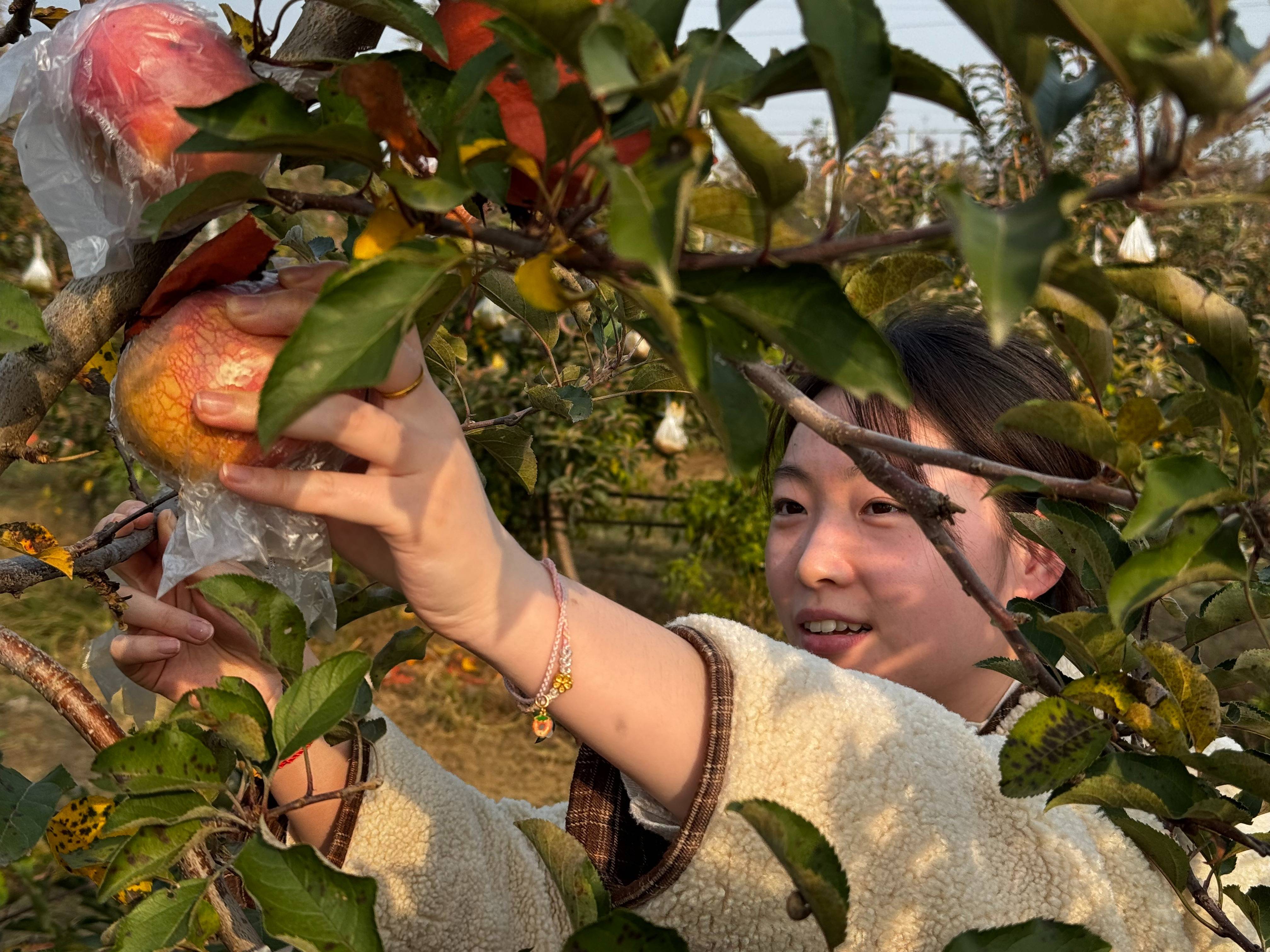 “淮北为啥不种橘子？”果农：因为我们有更甜的王牌